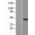 Western Blot: Tau Lysate [NBL1-12894] - Western Blot experiments. 
Left-Control; Right -Over-expression Lysate for MAPT